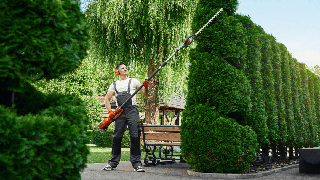 Gardener trimming tall hedges with an electric hedge trimmer in a landscaped garden