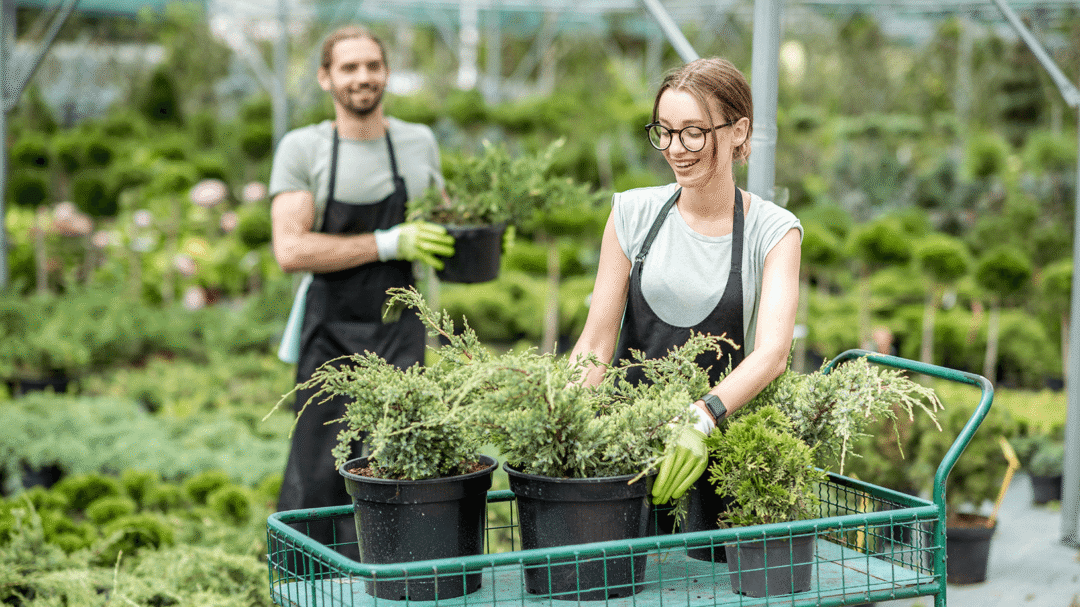 Two gardeners moving plants